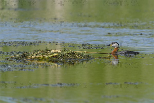 Red-necked grebe