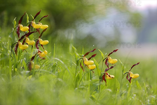 Yellow lady's slipper orchid