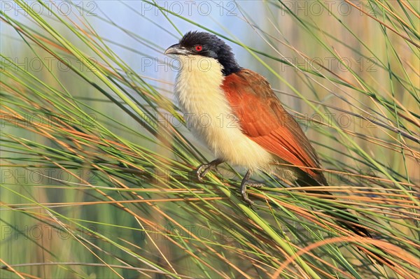 Angola Monk Cuckoo