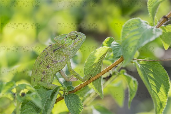 Mediterranean chameleon