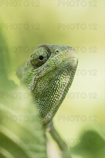 Mediterranean chameleon