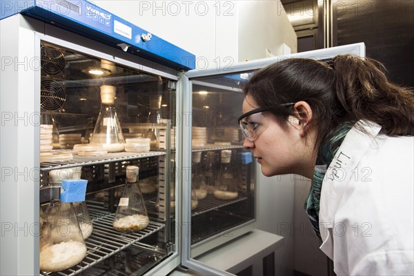 Laboratory technician examining samples in the laboratory at the Institute for Pharmaceutical Biology and Biotechnology at Heinrich Heine University Duesseldorf