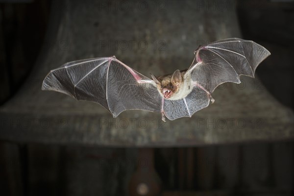 Greater mouse-eared bat