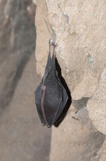 Lesser horseshoe bat