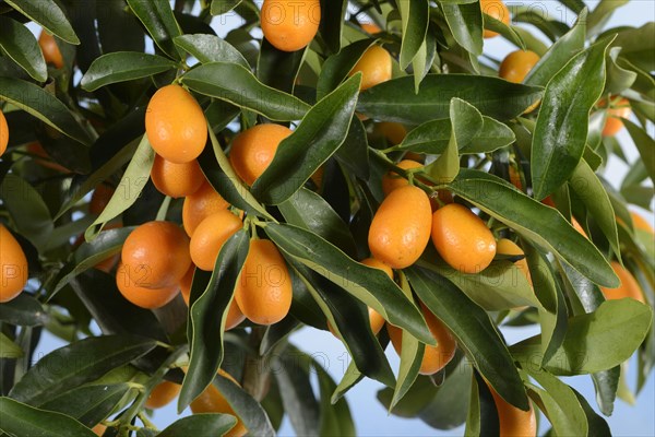 Kumquat