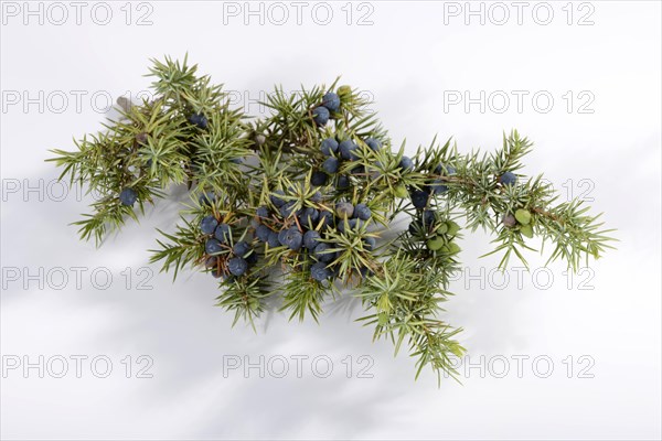 Juniper berries