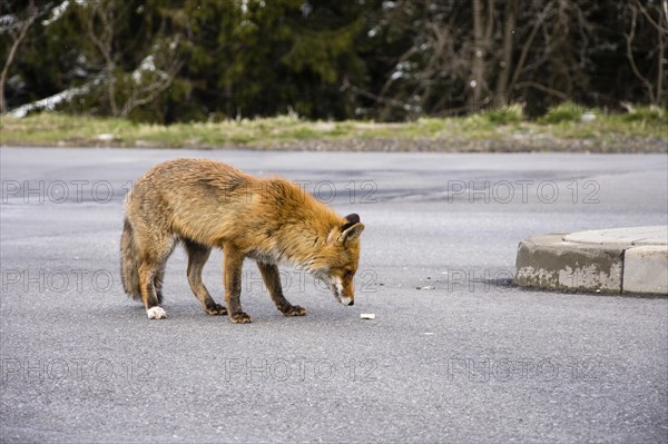 Red fox