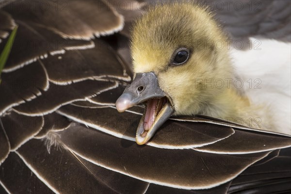 Greylag goose