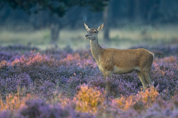 Red deer