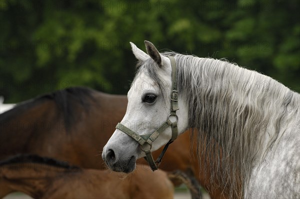 Arabian thoroughbred