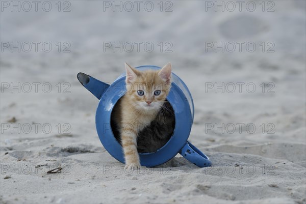 Blue enamel tabby kitten in old watering can