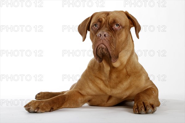 Dogue de Bordeaux