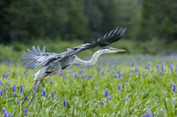 Great blue heron