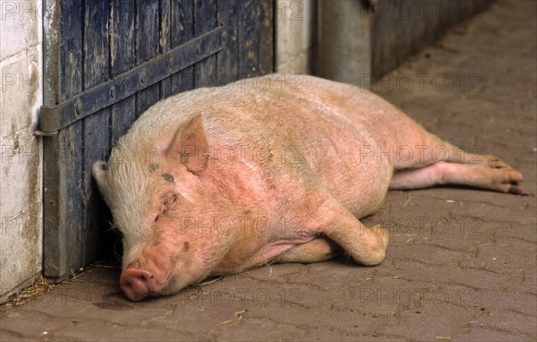 Pot-bellied pig Goettingen mini pig