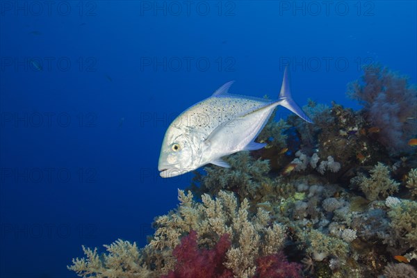 Bluefin Trevally