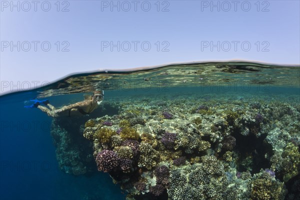 Snorkeling in the Red Sea