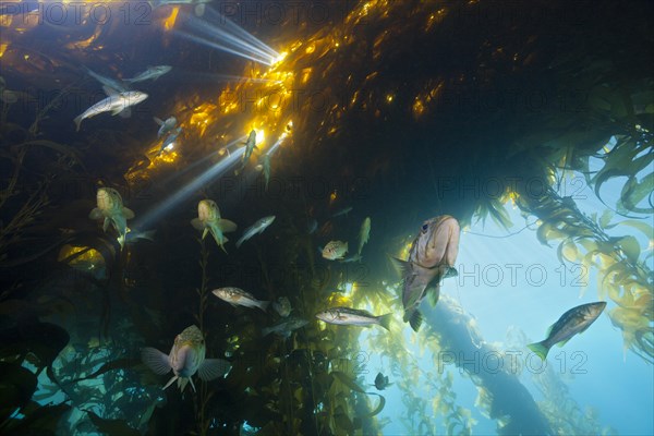 Kelp perch in kelp forest