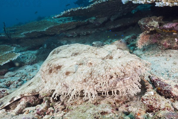 Fringed wobbegong