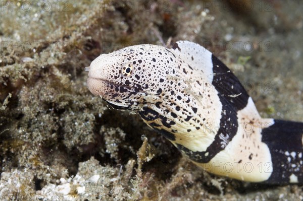 Banded mud moray