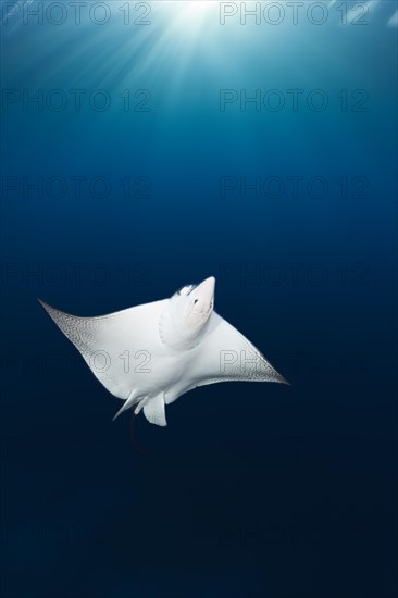 Eagle ray