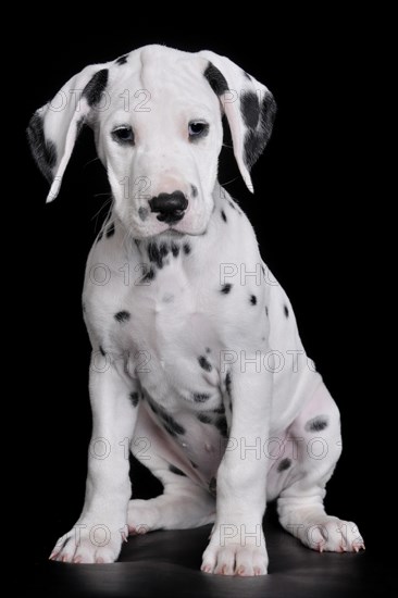 Dalmatian