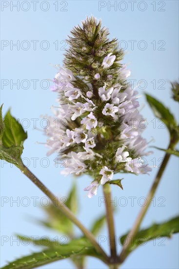 Bavarian peppermint