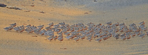 Red Knot