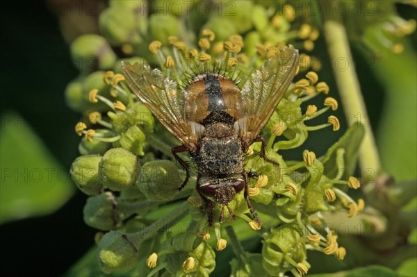 Tachina fera