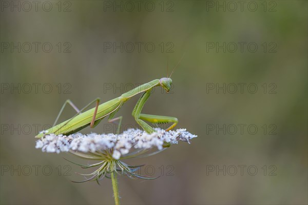 Praying mantis