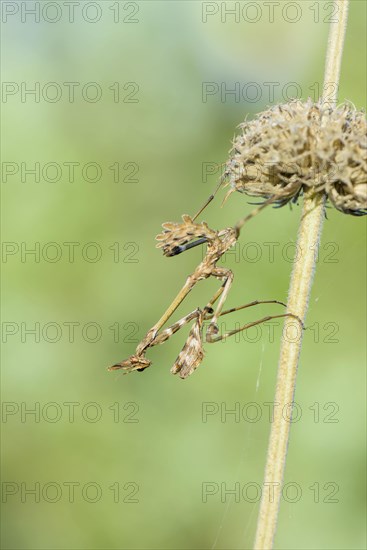 Crested grasshopper