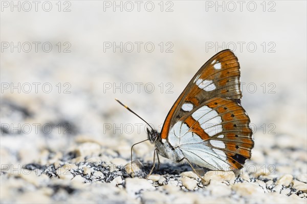 Southern white admiral