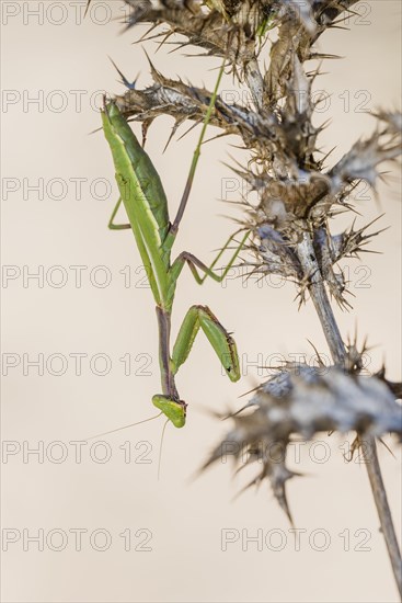 Mediterranean praying mantis