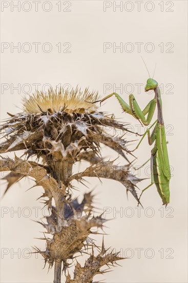 Mediterranean praying mantis