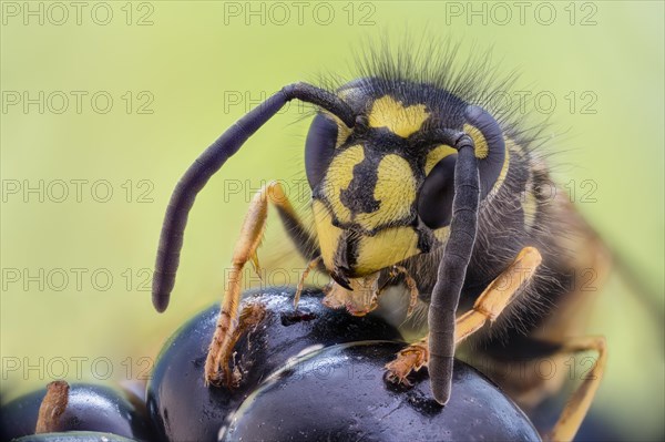 Common wasp