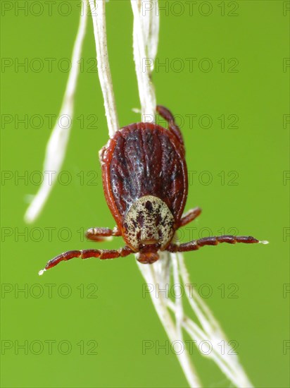 Alluvial Forest Tick