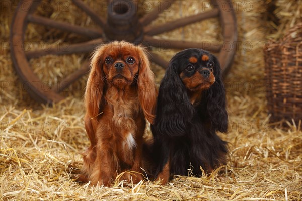 Cavalier King Charles Spaniel