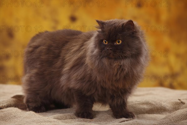 British Longhair