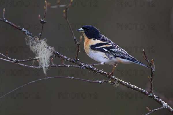 Brambling