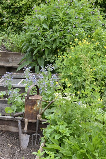 Comfrey and celandine