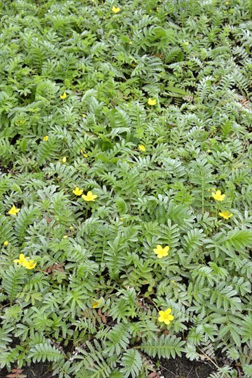 Silverweed