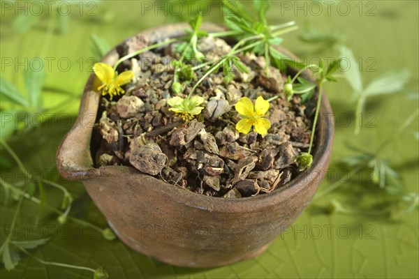 Potentilla erecta