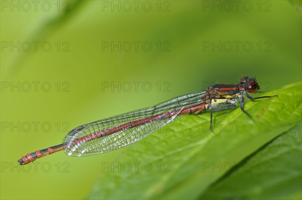 Early Adonis damselfly