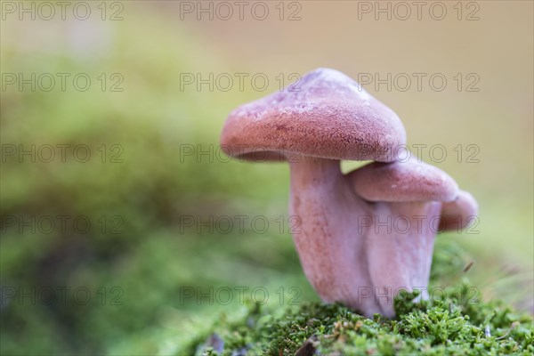 Bonnet