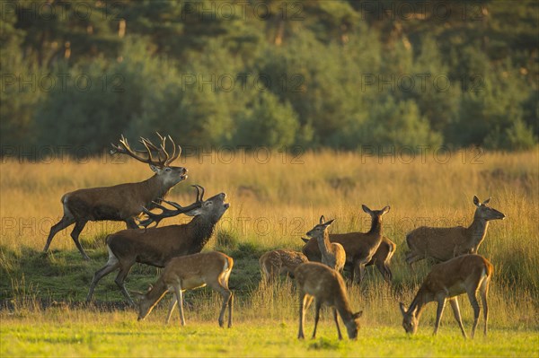 Red deer