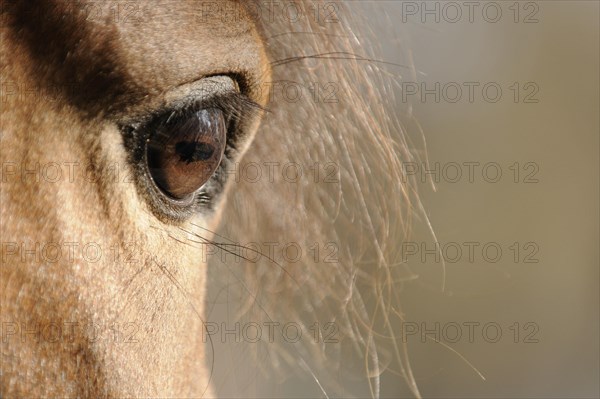 Arabian thoroughbred