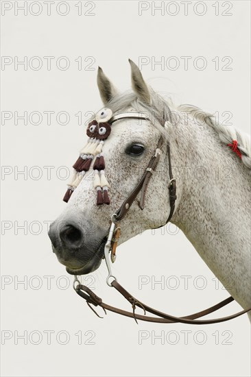 Arabian thoroughbred