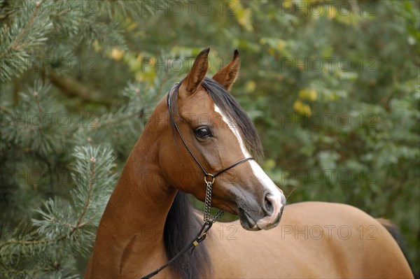 Arabian thoroughbred