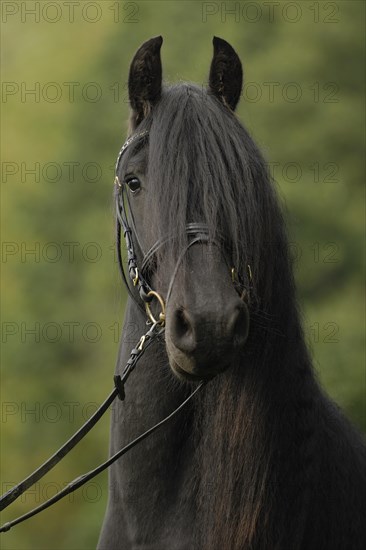 Frisian