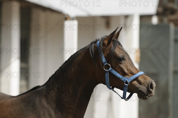 Arabian thoroughbred
