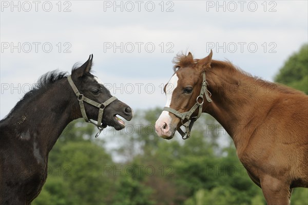 Arabian thoroughbred